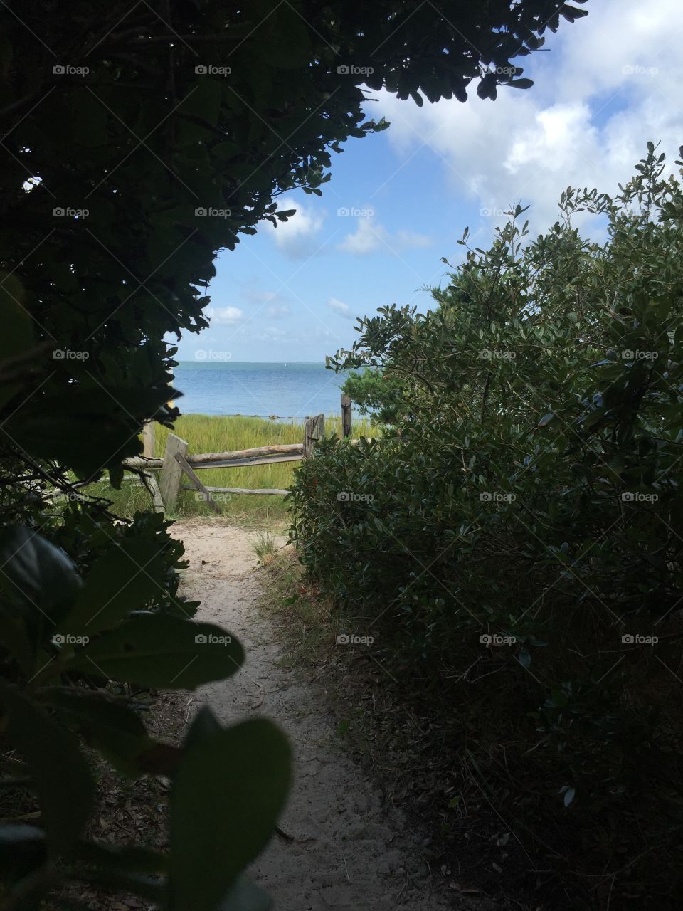 Springer's Point pathway . The ocean peeks through the shrubbery on Ocracoke Island 