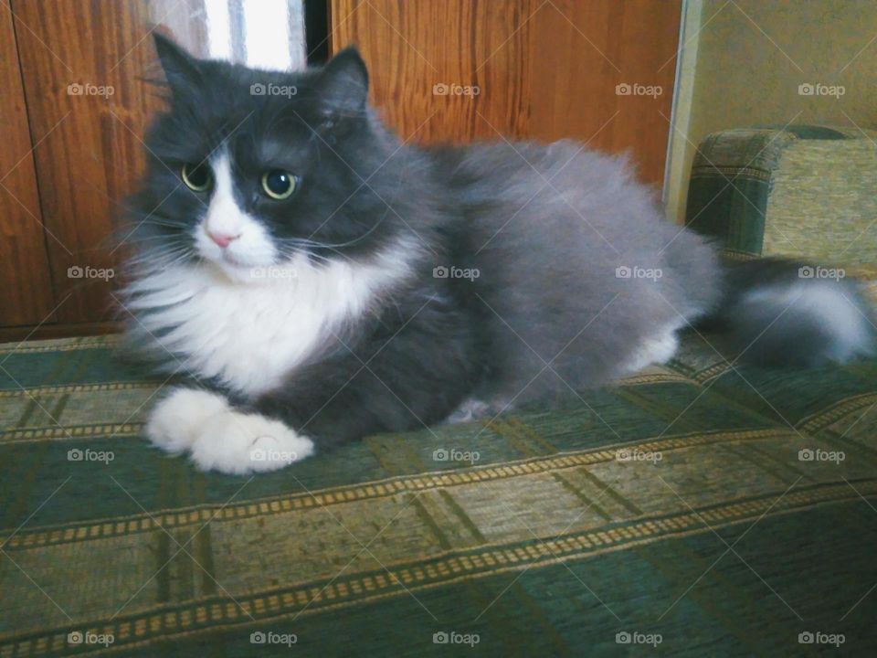 pet cat lying on the sofa