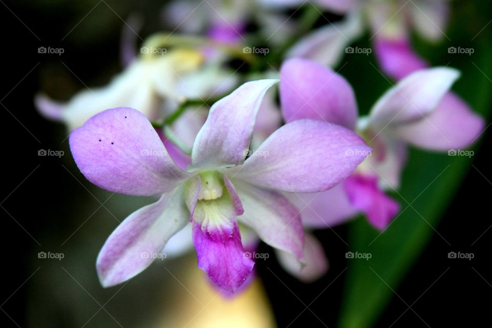 white purple orchids.