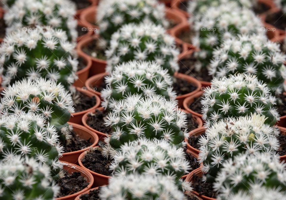 Cactus farm at Cameron Highland Malaysia