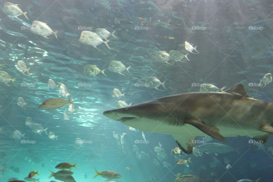 Shark and other fish