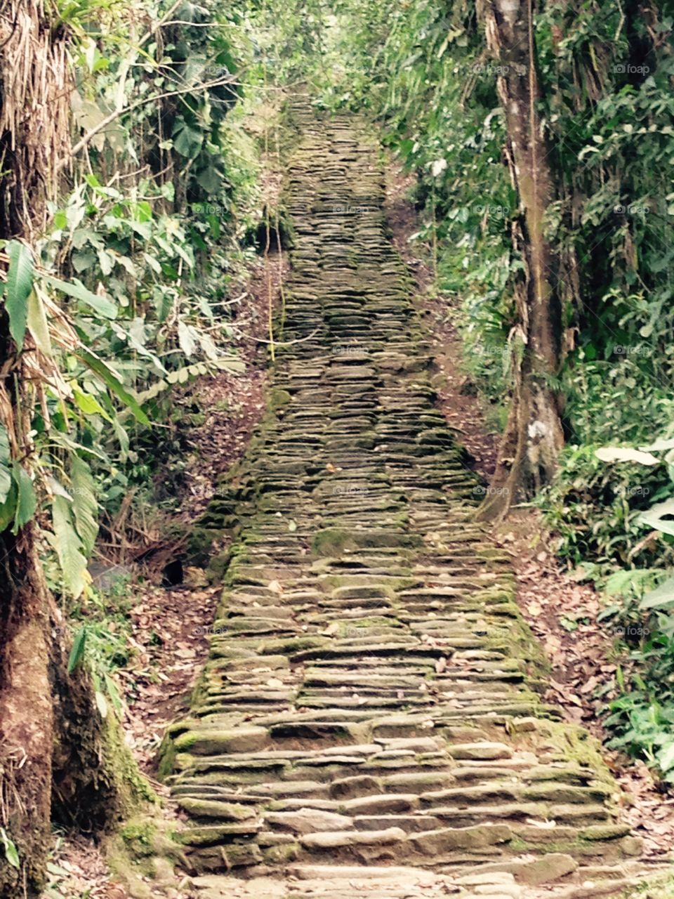 Steps into the Lost City. Hiking through the Colombian jungle for days to get to this moment of the last set of stairs before the main city