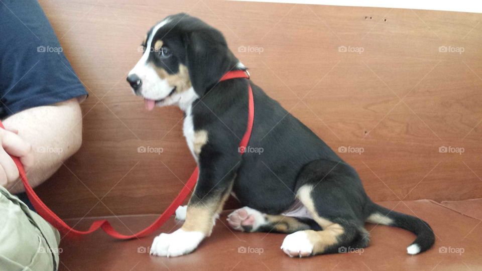 puppy chilling at vet