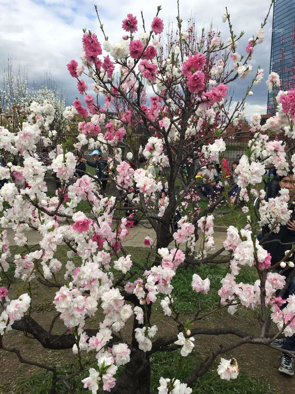 Nice Blooming Flowers