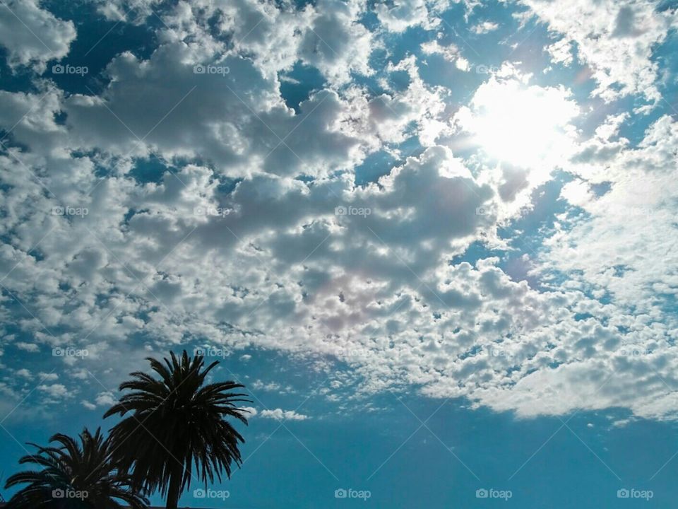 California Palm trees puffy clouds and sunshine