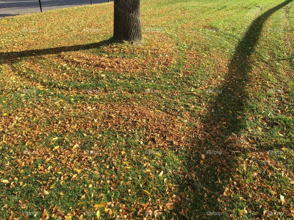 Beautiful fall leaves! 