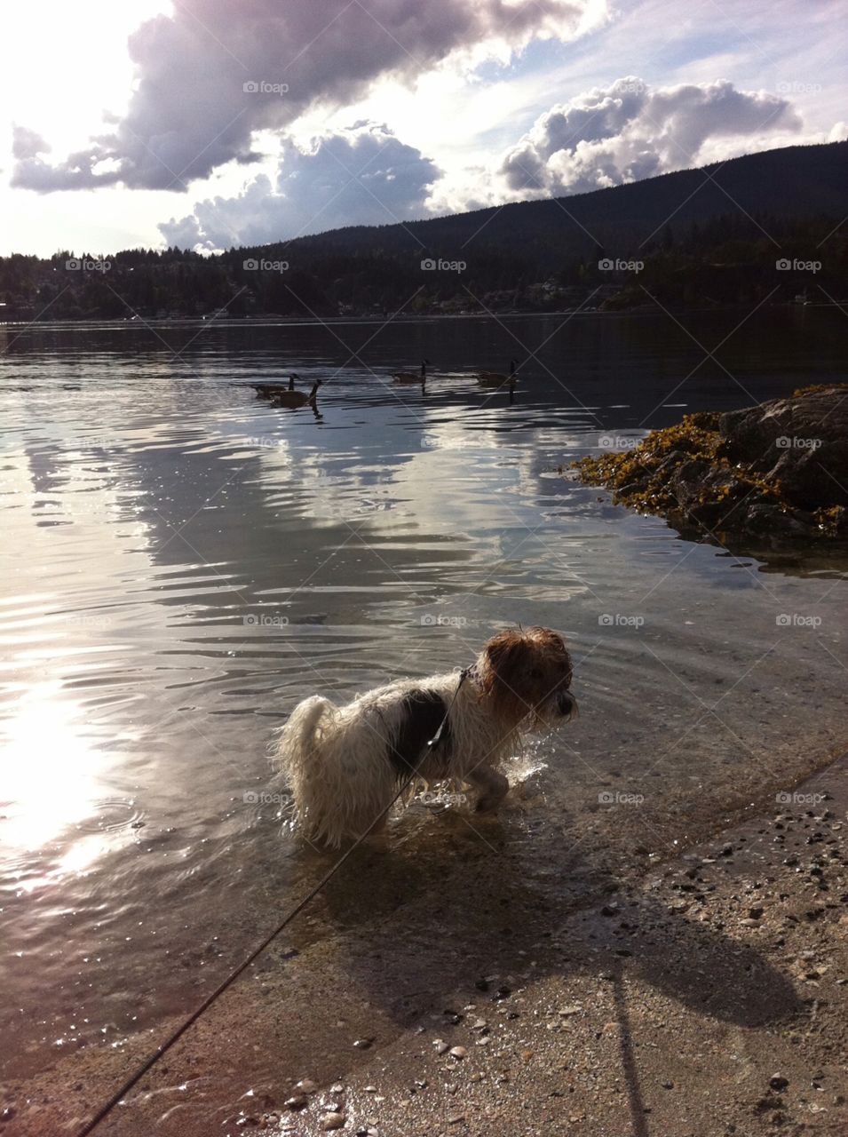 Dog in Ocean Bay water with Geese. Dog in Ocean Bay with Geese