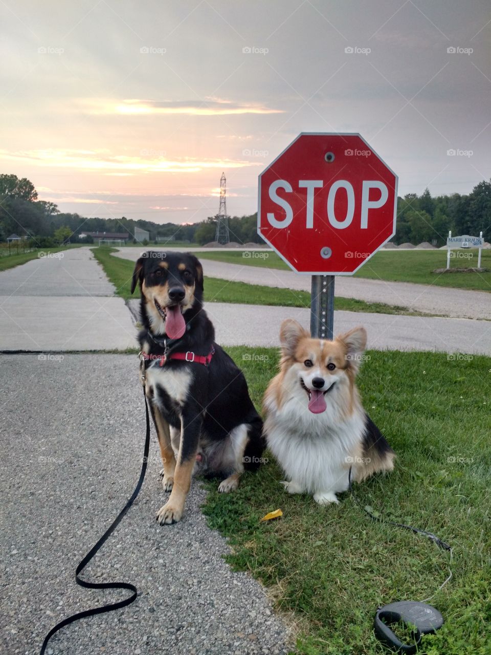 Obey the laws. dog walk