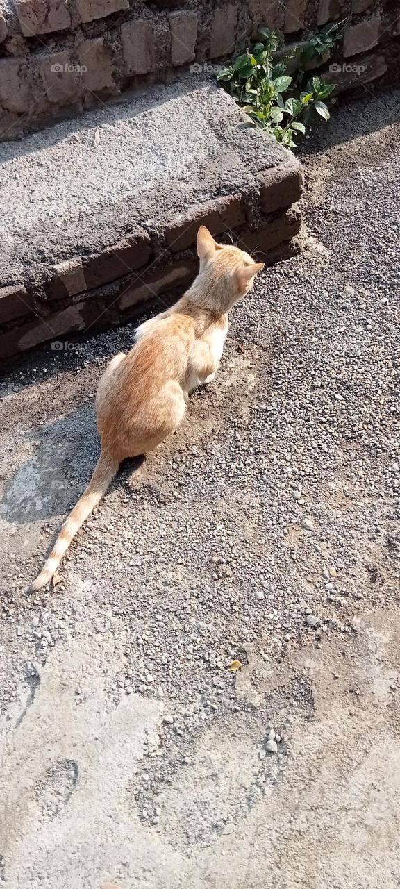 Cat 🐈😺 sitting very nicely 😌