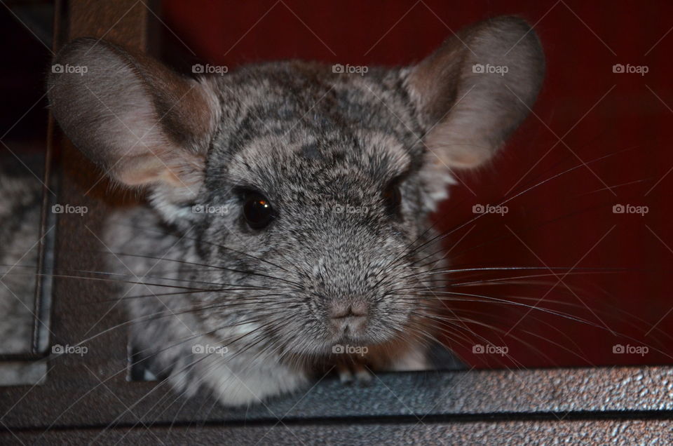 this photo represents a gray chinchilla sticking its funny head out of its cage to look at my camera with big black eyes