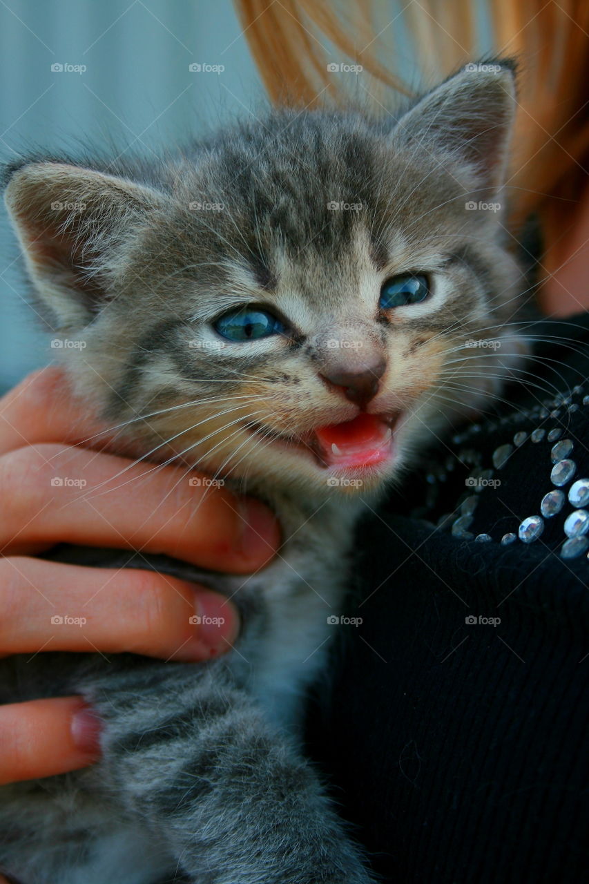 Kitten meowing 