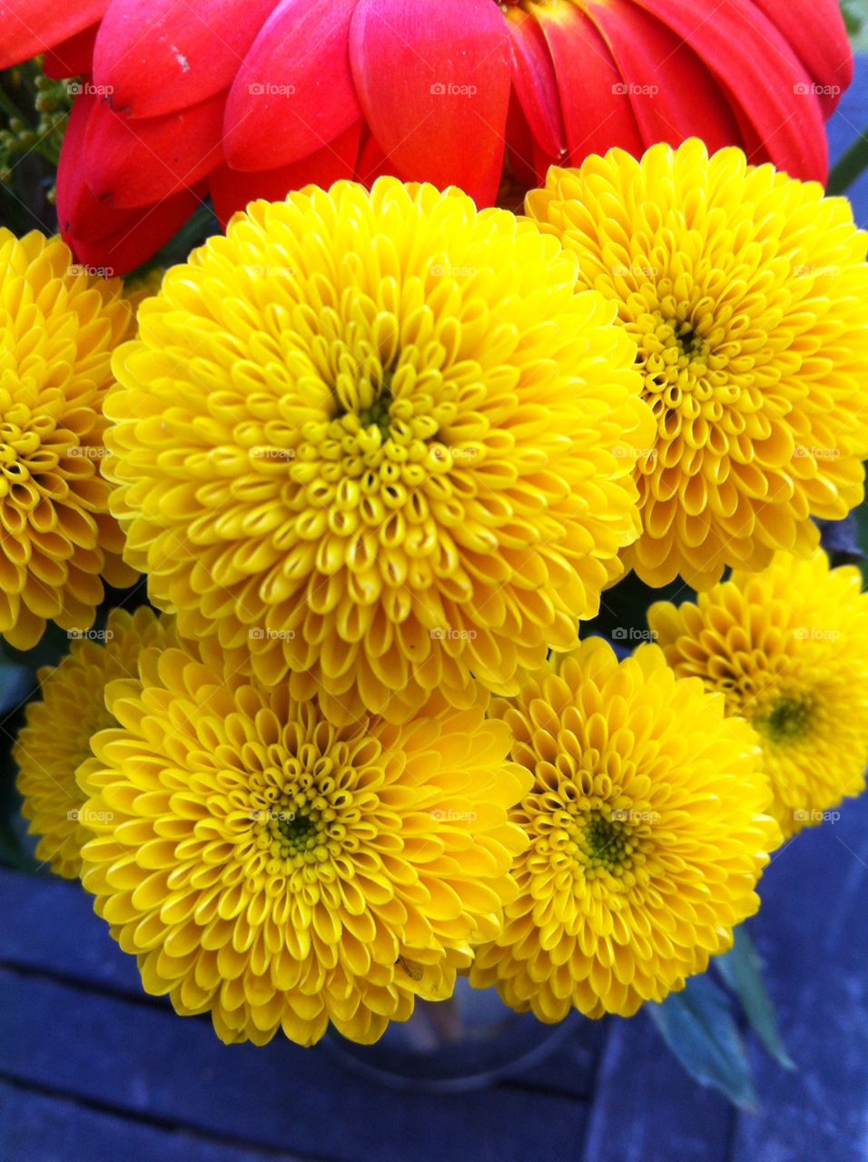 Flower. Yellow flowers