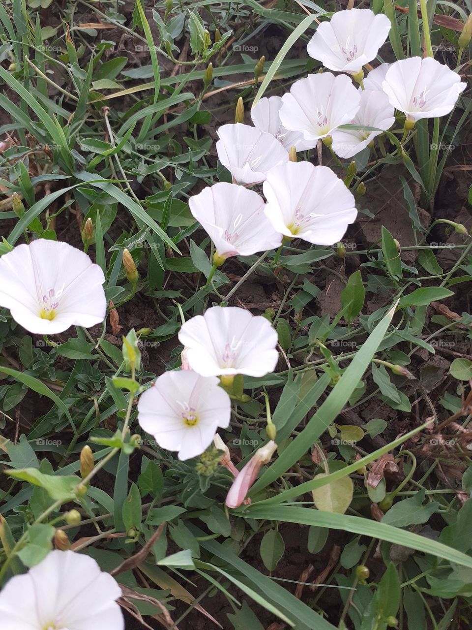 Convolvulus arvensis
