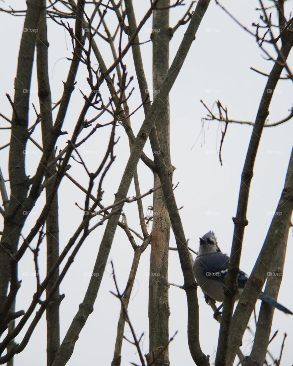 The wonderful world of birds. This one is checking out an abandoned squirrel’s nest, high up in a tree. 
