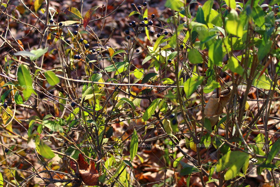 Close-up of green leaves