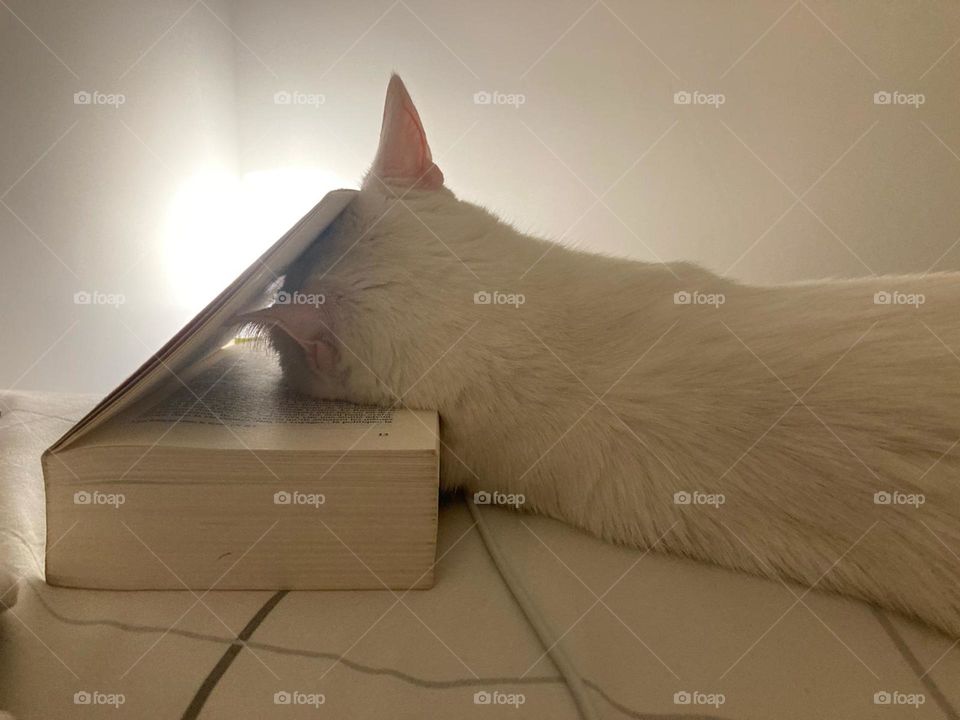 cat and book