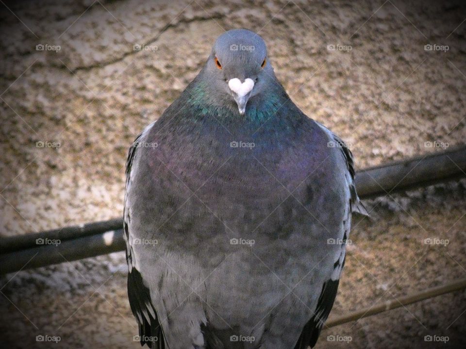 Solitude of a pigeon