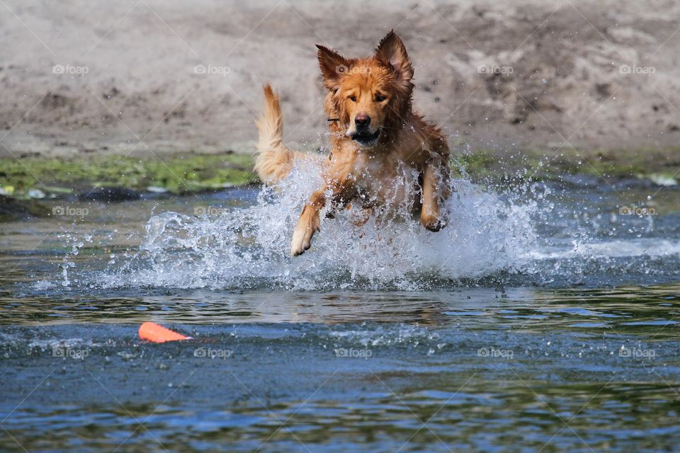 Golden retriever jumping in the water