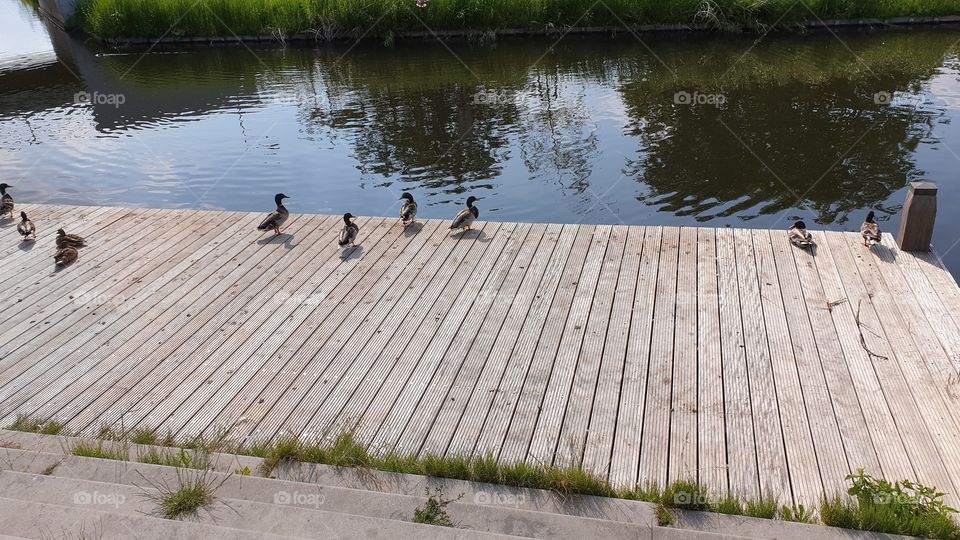 ducks on a pier