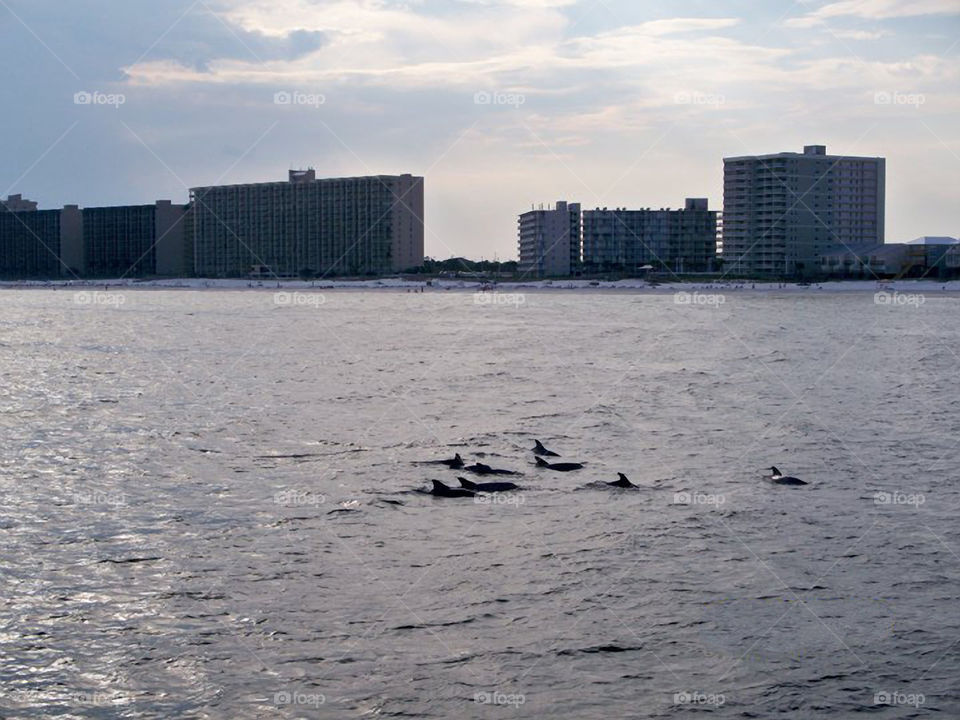 Dolphin pod in Orange Beach. A pod of dolphins spotted from a boat cruising  along Orange Beach Alabama.