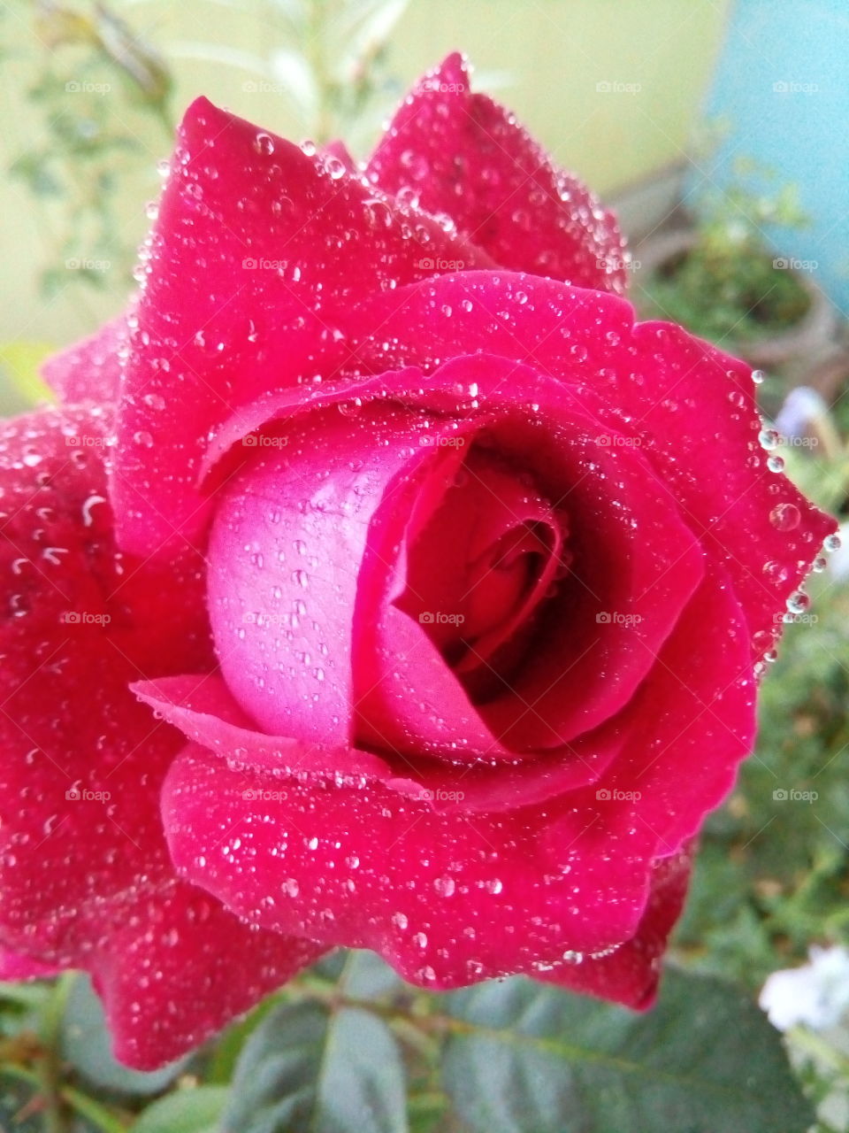 Lovely rose