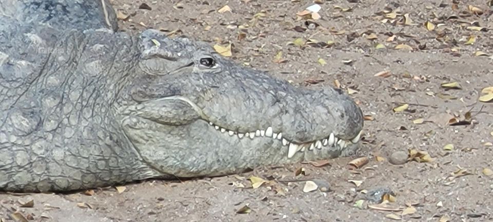 A crocodile does not die easily, but death brings rest.