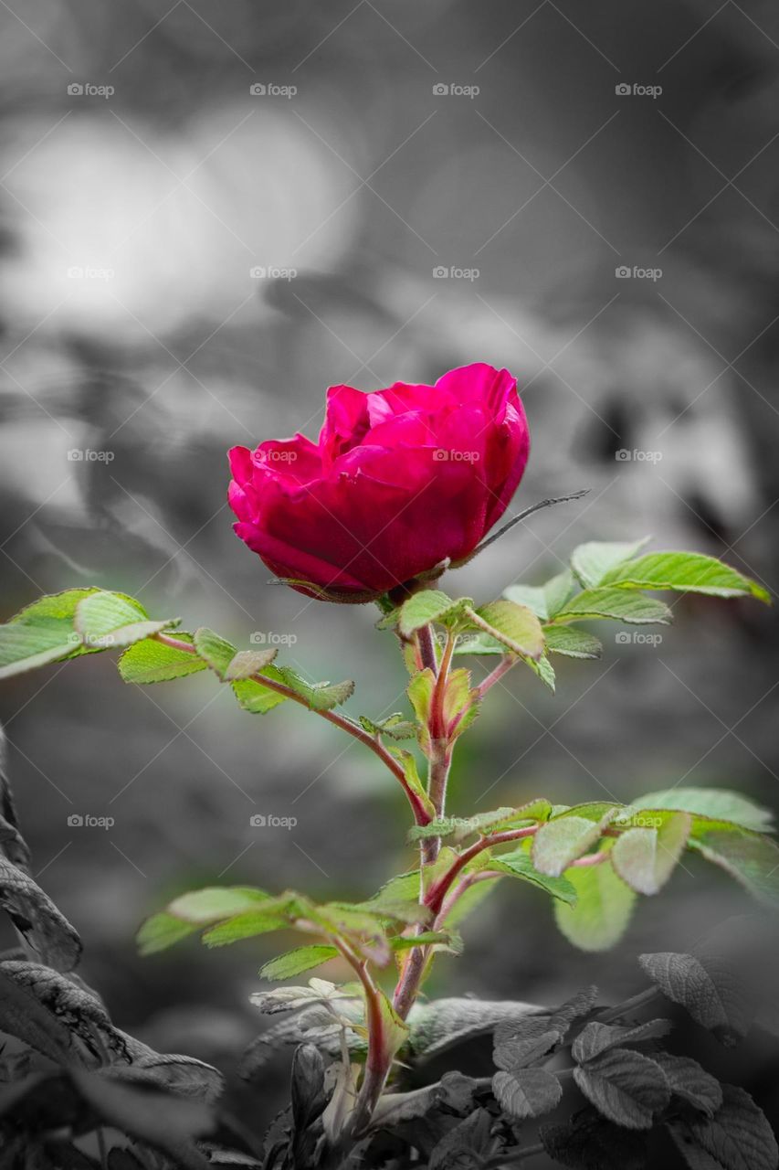 A vibrant pink rose standing out on a black and white background.