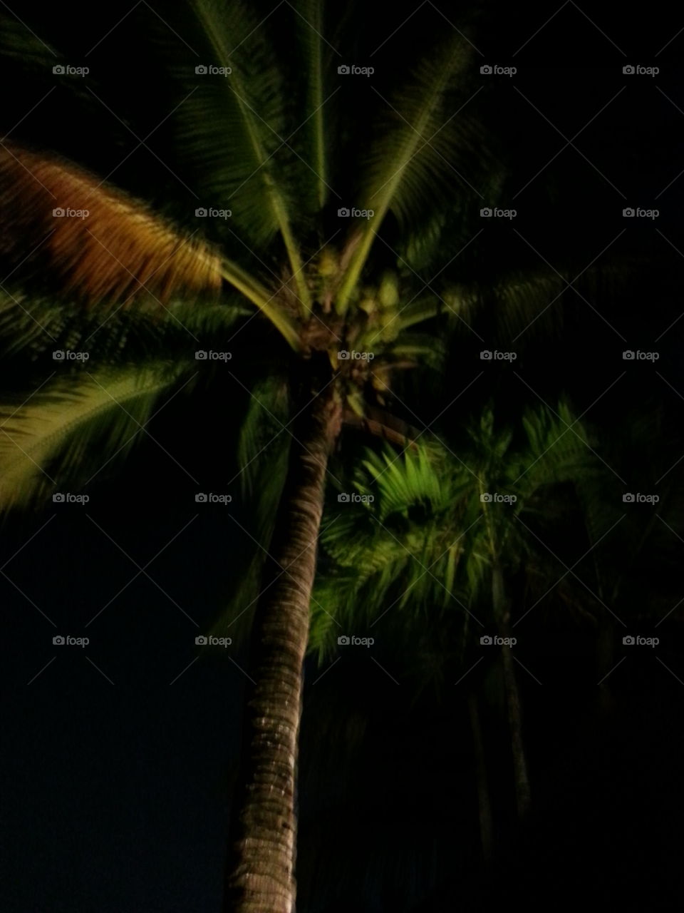 tropical coconut palm tree at Night Fort Lauderdale Florida