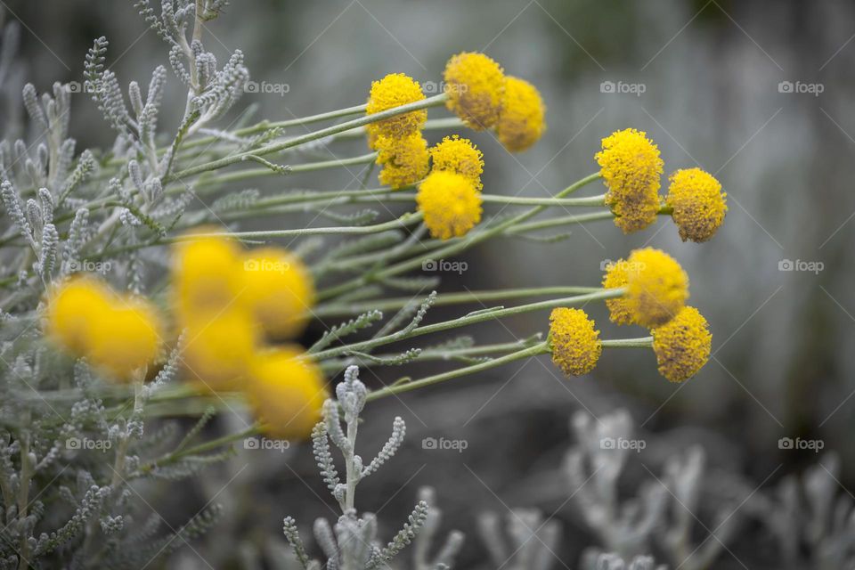 Closeup macro shot of a plant in summer