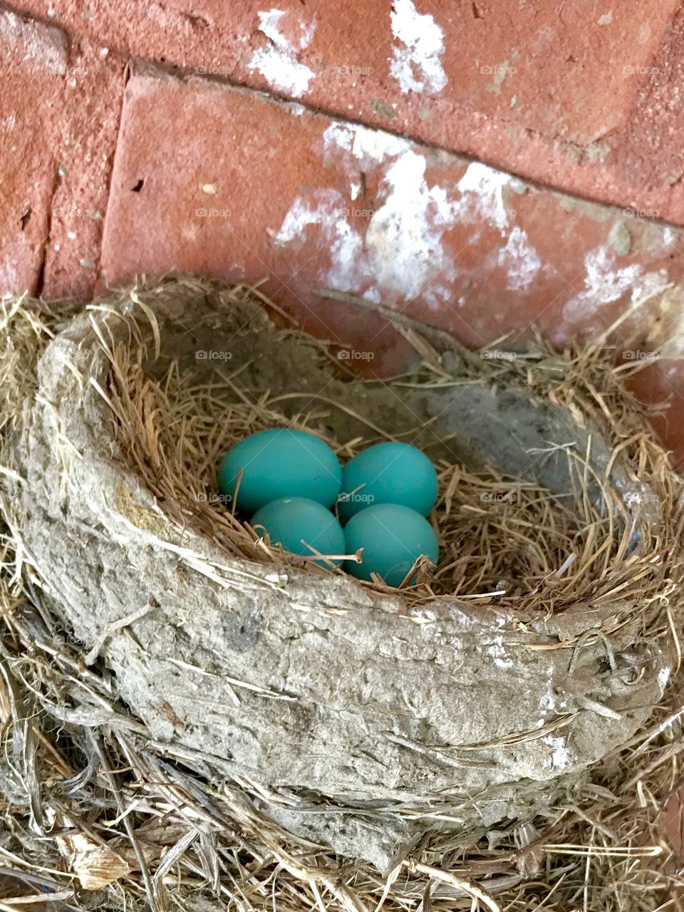 Spring Easter blue eggs