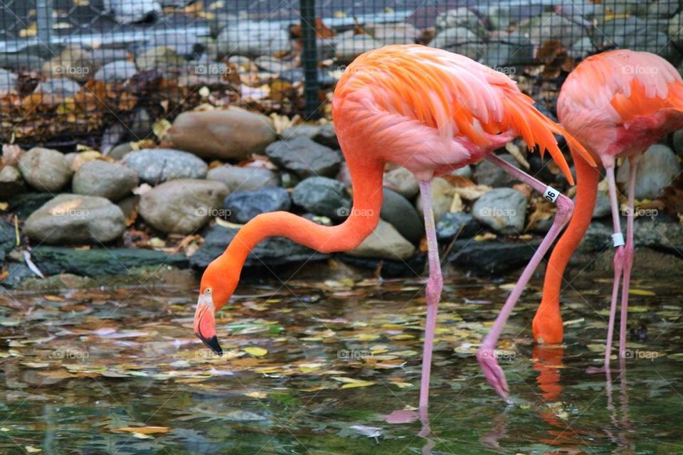 Flamingo