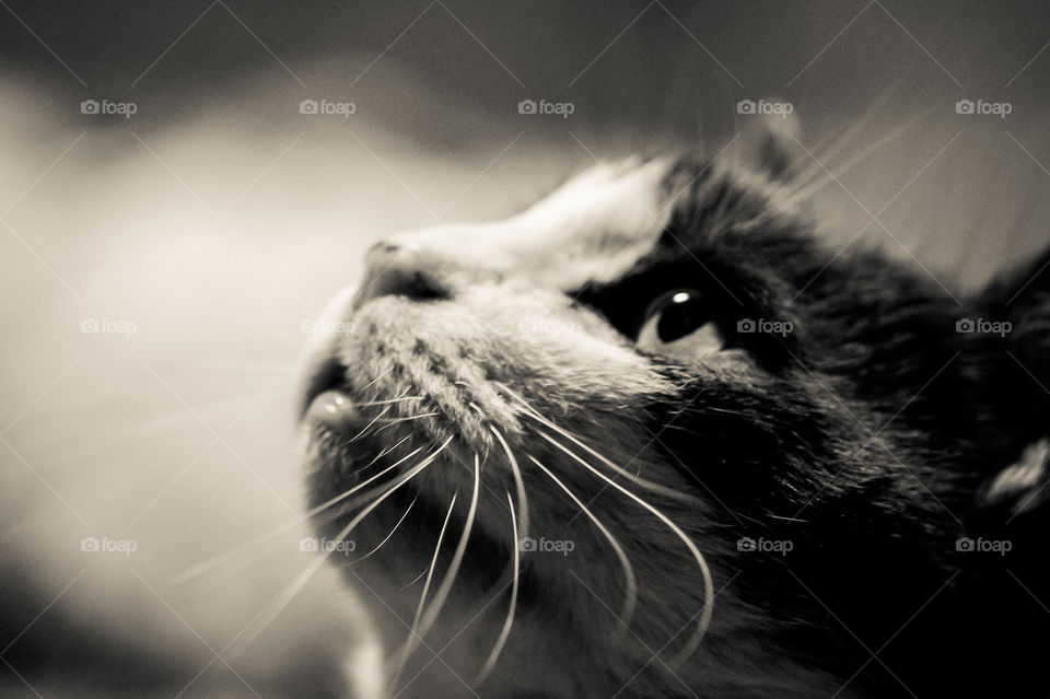 Creamtone monochrome. My cat was fascinated by a tinsel/feather toy on the end of a bendable stick. This is a macro closeup profile of his head with overhead light illuminating his face. Seconds later he pounced! 🐈