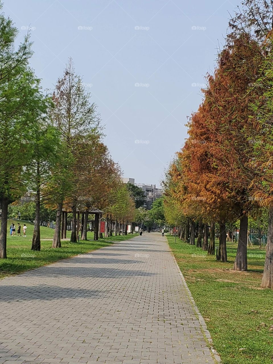 Trees and Shadows: Road lined with fallen pine trees in early autumn