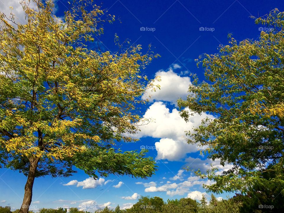 Blue sky behind autumn trees