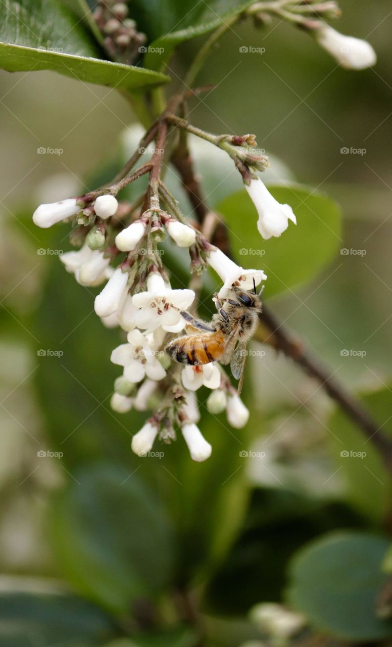 Bee on bloom flower