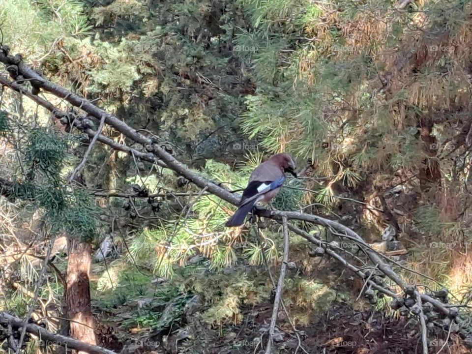 bird in the forest on the Ymittos mountain