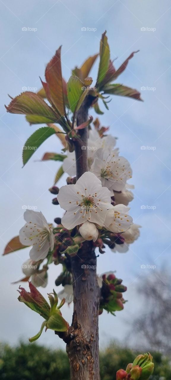 cherry tree