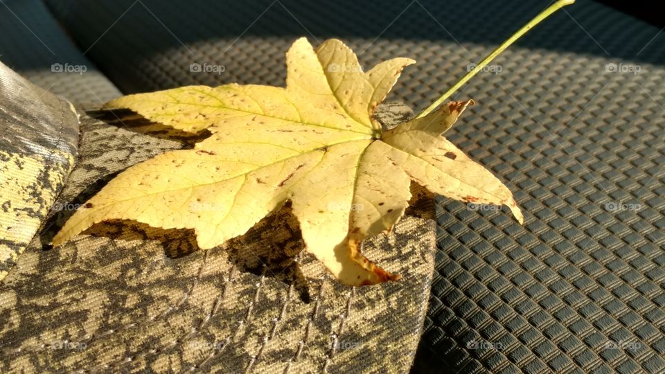 Leaf, Fall, No Person, Nature, Maple