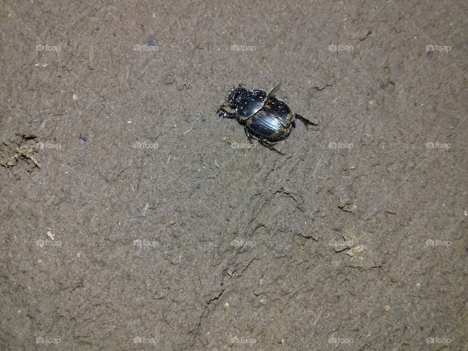 black dug on land walking smoothly.