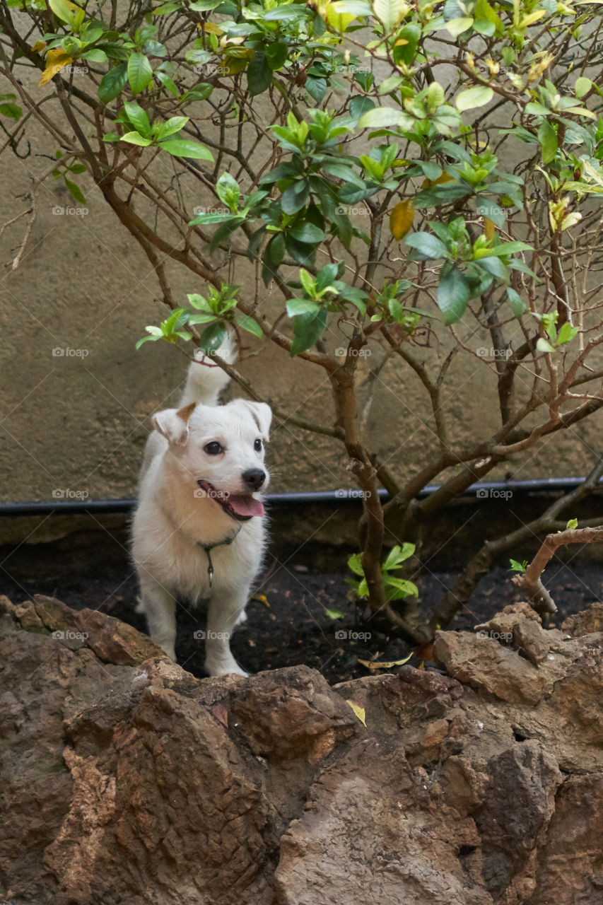 Dog standing besides a plant