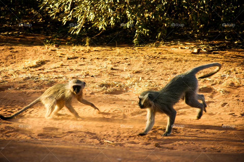 Monkey business. See how they play around in the dust. You can almost see their motion