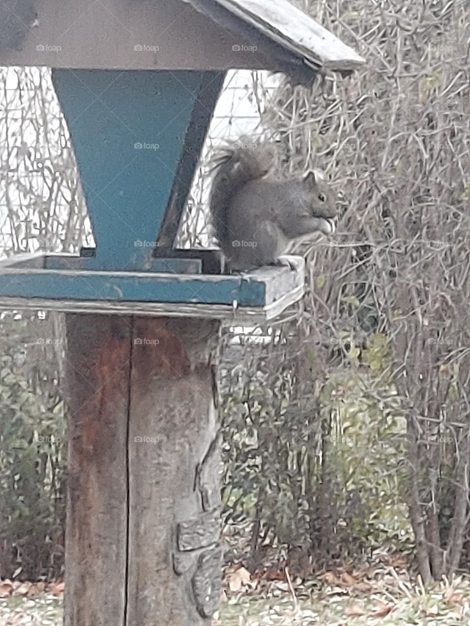 Squirrel