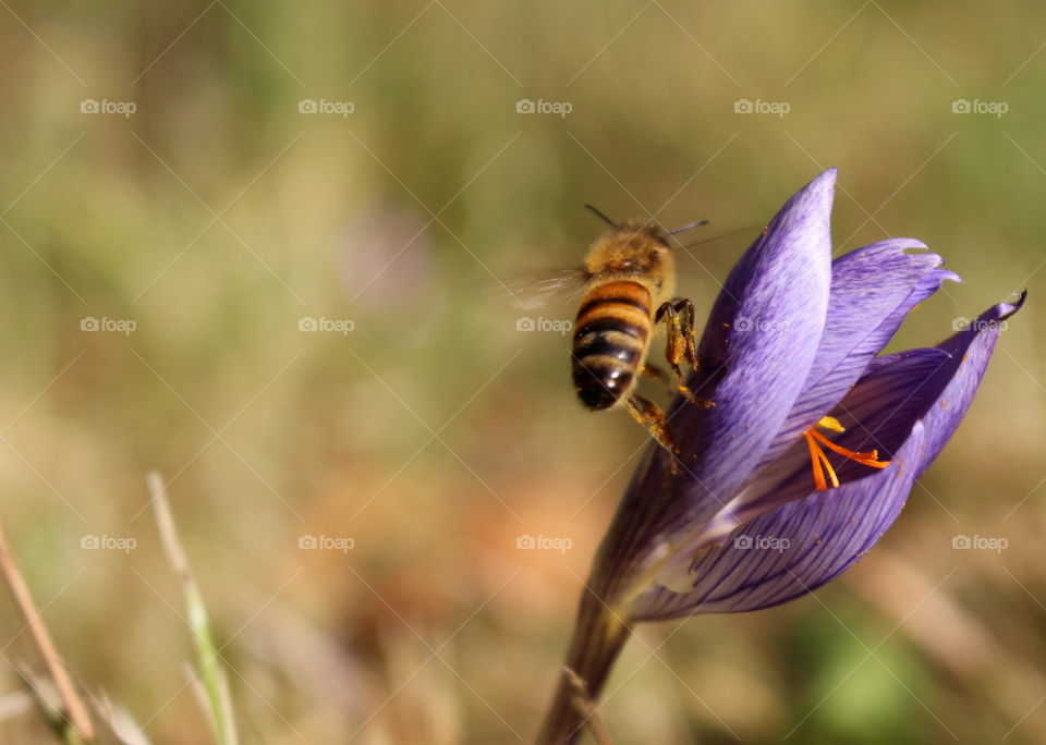 Flying bee