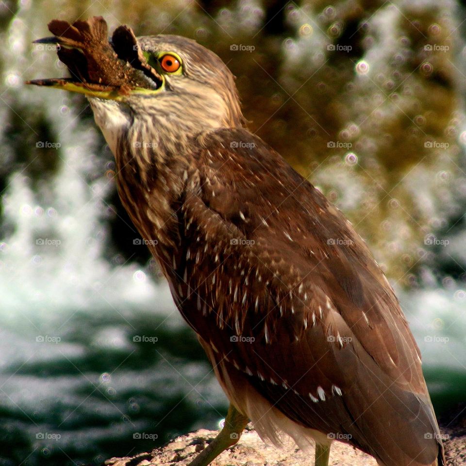 Heron Swallowing a Big Fish