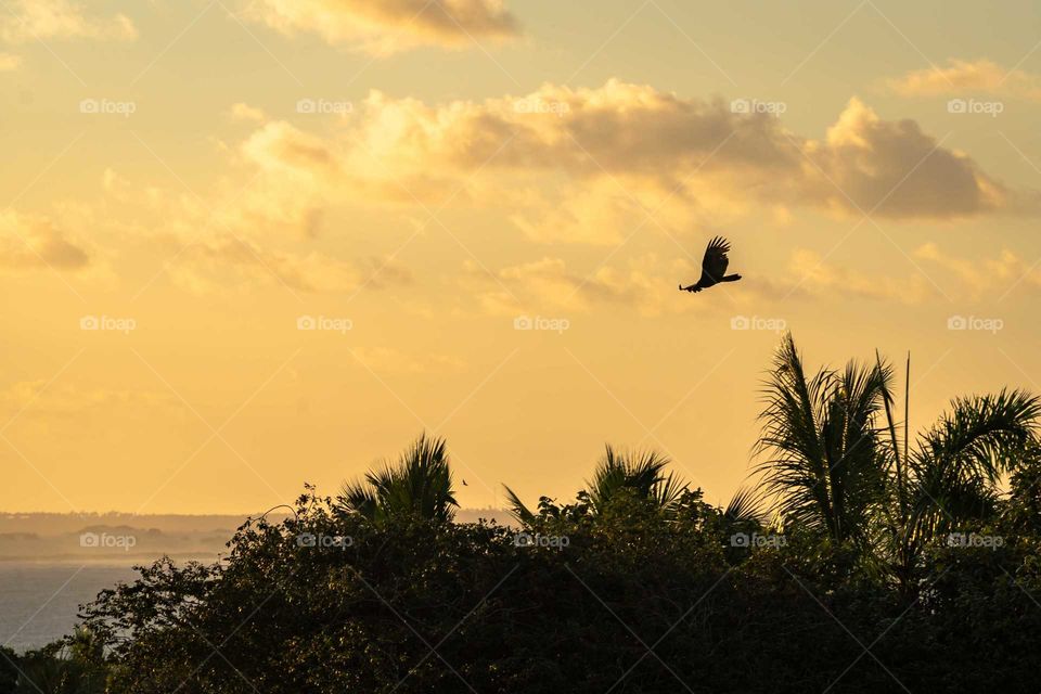 🌫 volando alto 🦅