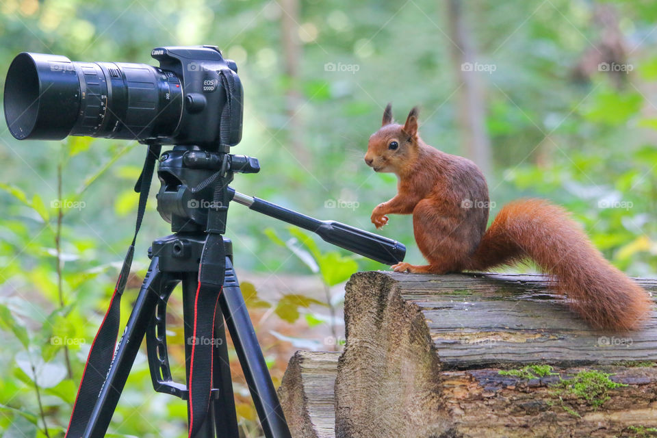 Red squirrel, how am i supposed to use this camera?
