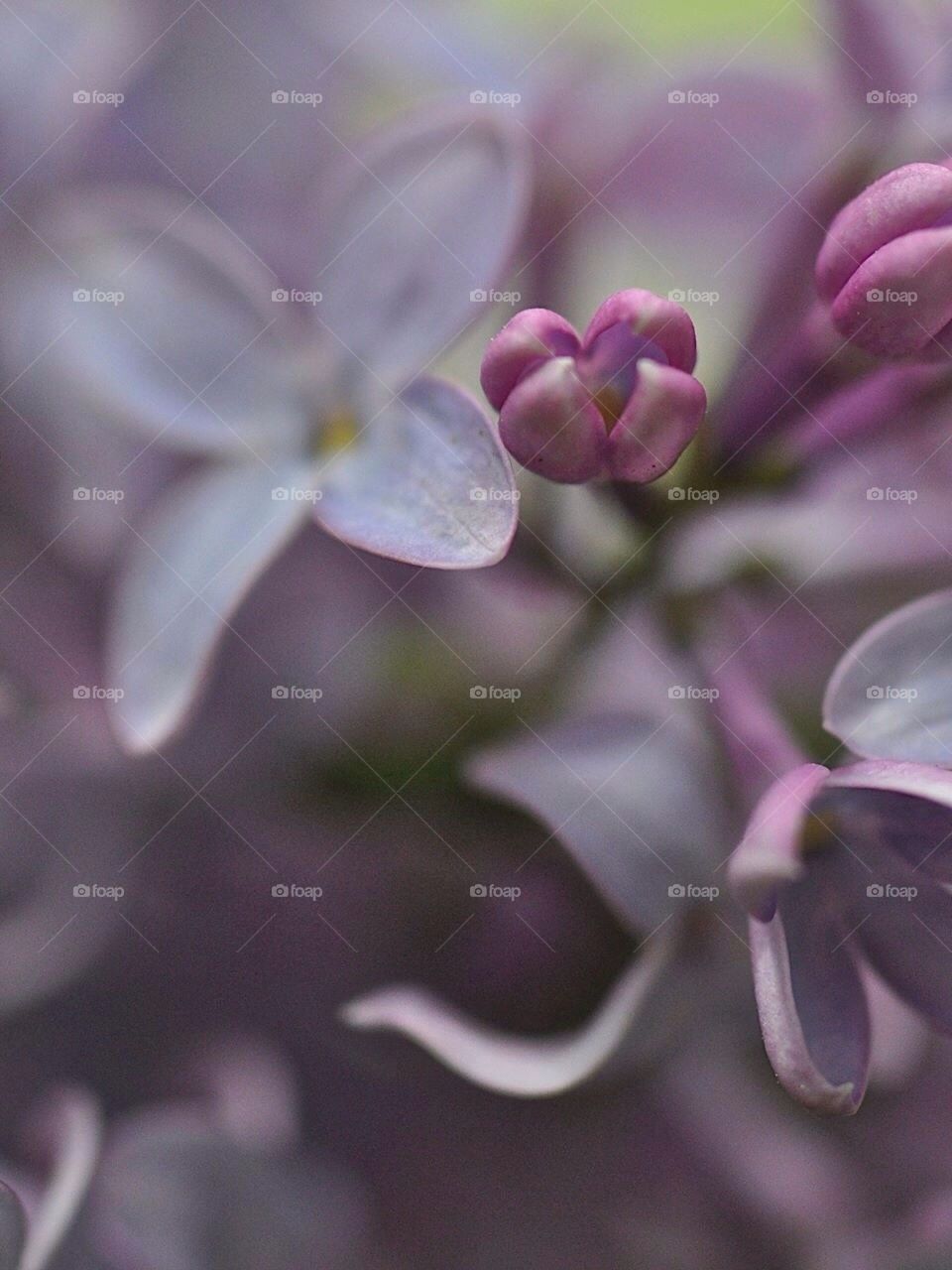 Spring lilac