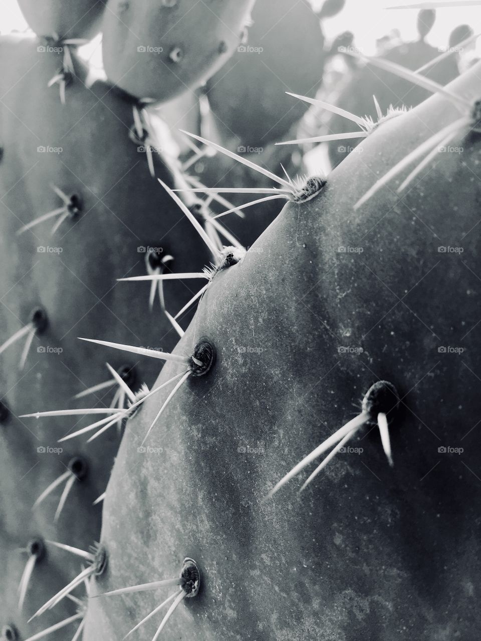 BW Prickly Pear Cactus