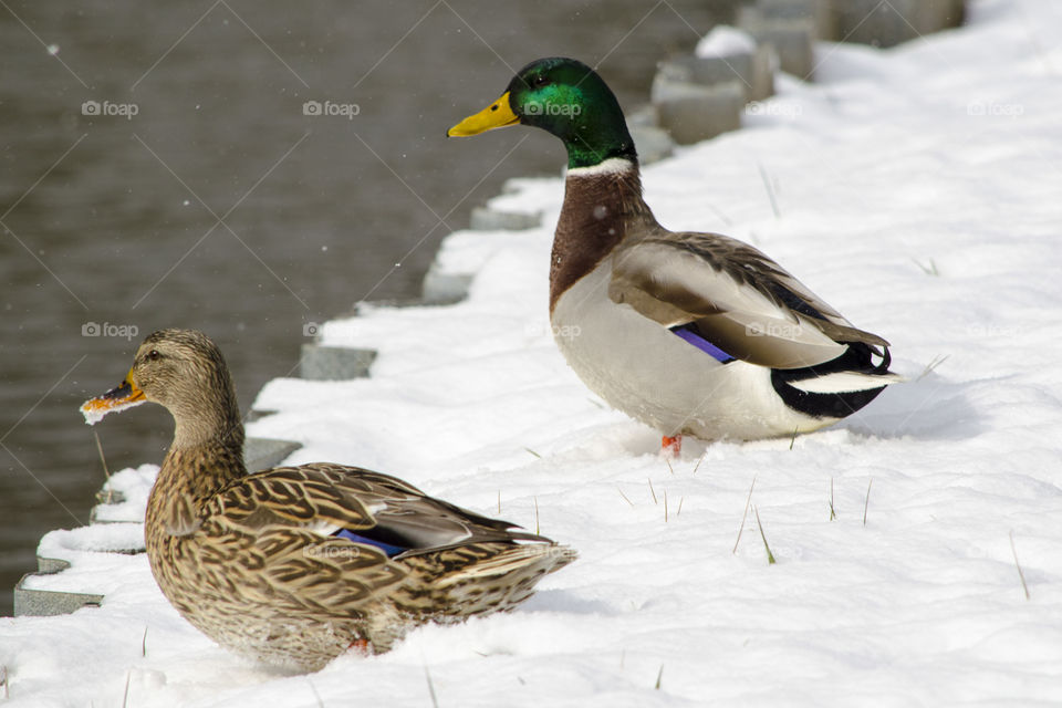 Ducks in Winter