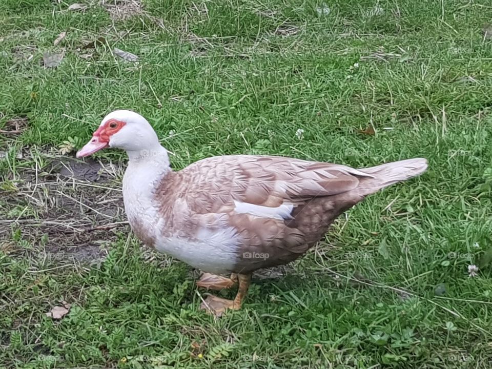Special type of duck breed.
from The Netherlands